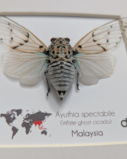 Framed white ghost cicada - Ayuthia spectabile, Malaysia Taxidermy, 8x8 Nature Art