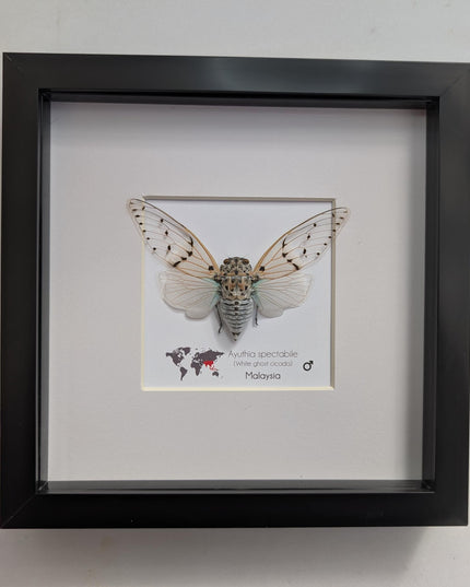 Framed white ghost cicada - Ayuthia spectabile, Malaysia Taxidermy, 8x8 Nature Art