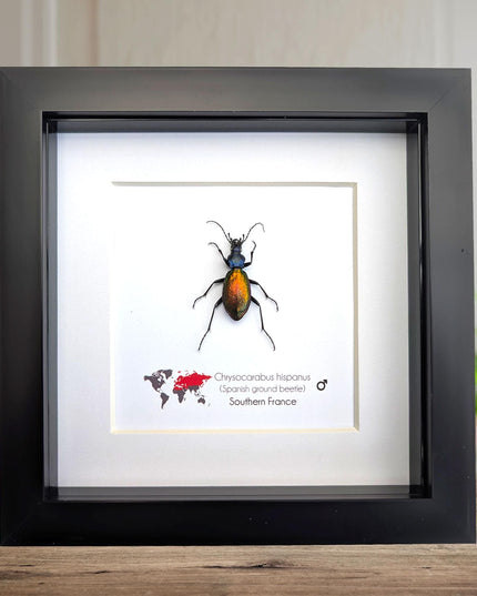 Framed Spanish ground beetle - Carabus hispanus colourful French Tiger Beetle Taxidermy Display (6x6)