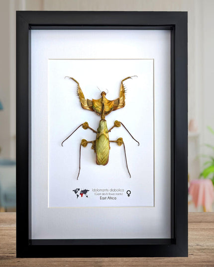 Framed Giant Devil's Flower Mantis – Idolomantis diabolica Entomology Specimen (A4 Frame)