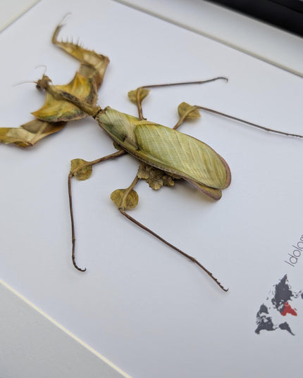 Framed Giant Devil's Flower Mantis – Idolomantis diabolica Entomology Specimen (A4 Frame)
