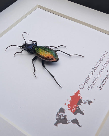 Framed Spanish ground beetle - Carabus hispanus colourful French Tiger Beetle Taxidermy Display (6x6)