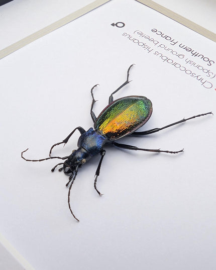Framed Spanish ground beetle - Carabus hispanus colourful French Tiger Beetle Taxidermy Display (6x6)