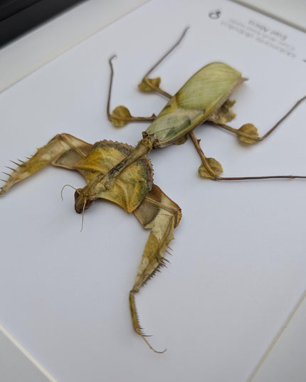 Framed Giant Devil's Flower Mantis – Idolomantis diabolica Entomology Specimen (A4 Frame)