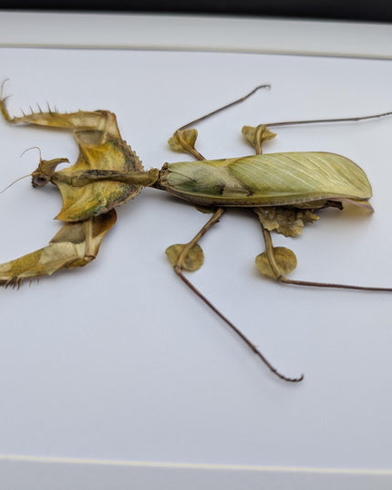 Framed Giant Devil's Flower Mantis – Idolomantis diabolica Entomology Specimen (A4 Frame)