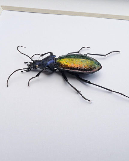 Framed Spanish ground beetle - Carabus hispanus colourful French Tiger Beetle Taxidermy Display (6x6)