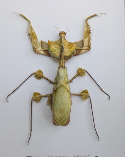 Framed Giant Devil's Flower Mantis – Idolomantis diabolica Entomology Specimen (A4 Frame)