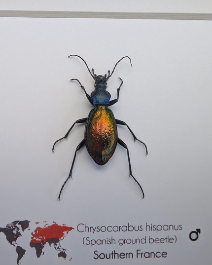 Framed Spanish ground beetle - Carabus hispanus colourful French Tiger Beetle Taxidermy Display (6x6)