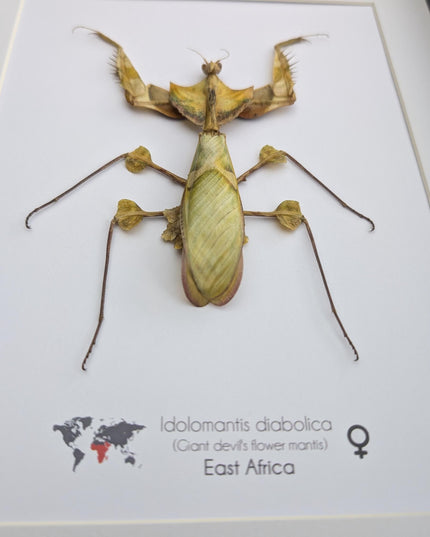 Framed Giant Devil's Flower Mantis – Idolomantis diabolica Entomology Specimen (A4 Frame)