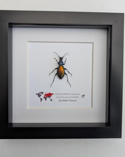 Framed Spanish ground beetle - Carabus hispanus colourful French Tiger Beetle Taxidermy Display (6x6)