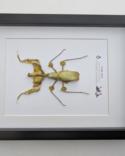 Framed Giant Devil's Flower Mantis – Idolomantis diabolica Entomology Specimen (A4 Frame)