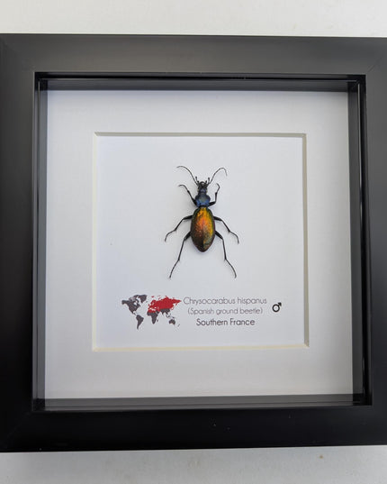 Framed Spanish ground beetle - Carabus hispanus colourful French Tiger Beetle Taxidermy Display (6x6)