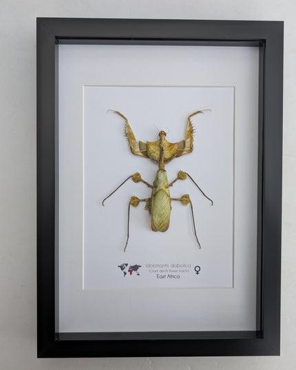 Framed Giant Devil's Flower Mantis – Idolomantis diabolica Entomology Specimen (A4 Frame)