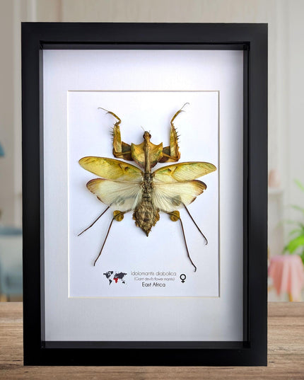 Framed Giant devil’s flower mantis - Idolomantis diabolica, open wings, ethically sourced entomology gift, Frame A4