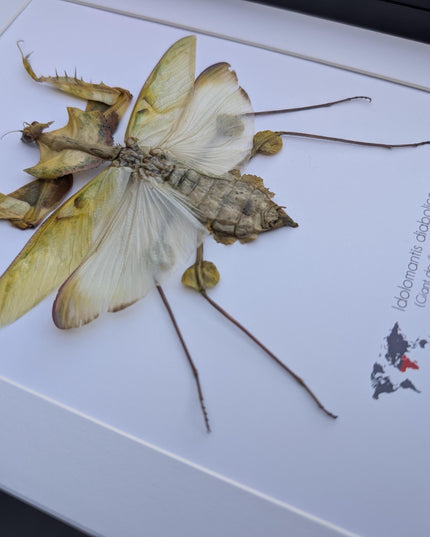 Framed Giant devil’s flower mantis - Idolomantis diabolica, open wings, ethically sourced entomology gift, Frame A4