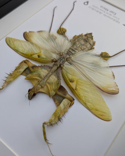 Framed Giant devil’s flower mantis - Idolomantis diabolica, open wings, ethically sourced entomology gift, Frame A4