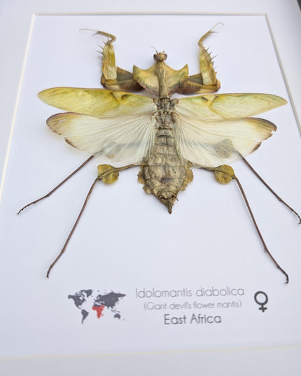 Framed Giant devil’s flower mantis - Idolomantis diabolica, open wings, ethically sourced entomology gift, Frame A4