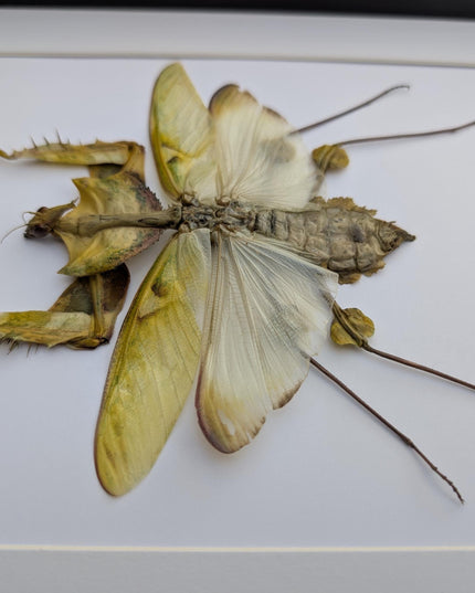 Framed Giant devil’s flower mantis - Idolomantis diabolica, open wings, ethically sourced entomology gift, Frame A4