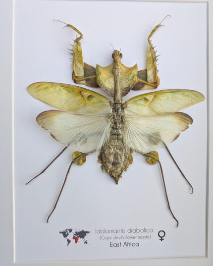 Framed Giant devil’s flower mantis - Idolomantis diabolica, open wings, ethically sourced entomology gift, Frame A4