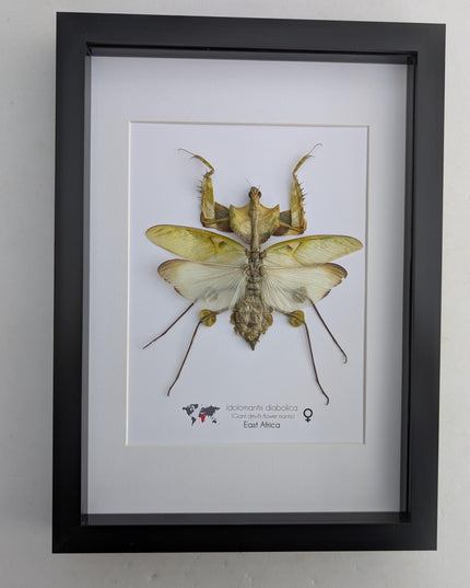 Framed Giant devil’s flower mantis - Idolomantis diabolica, open wings, ethically sourced entomology gift, Frame A4