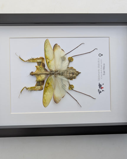 Framed Giant devil’s flower mantis - Idolomantis diabolica, open wings, ethically sourced entomology gift, Frame A4