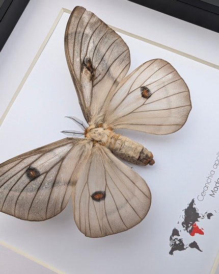 Framed Ghostly Silk Moth: Ceranchia Apollina Female, Madagascar, 8x8