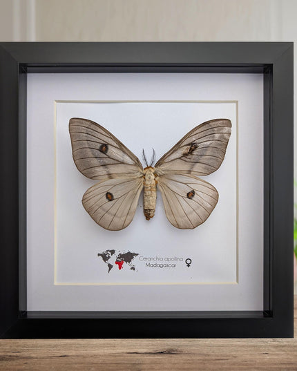 Framed ghostly silk moth: ceranchia apollina female, madagascar, 8x8