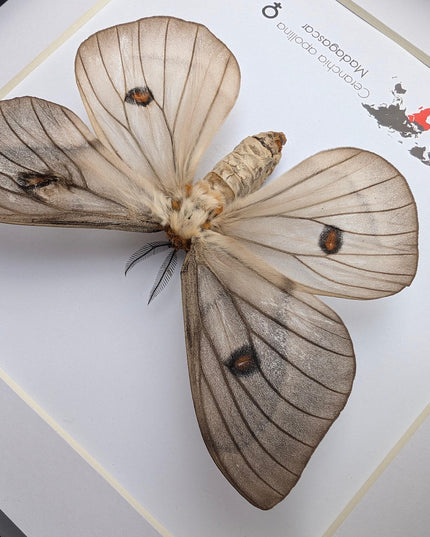 Framed ghostly silk moth: ceranchia apollina female, madagascar, 8x8