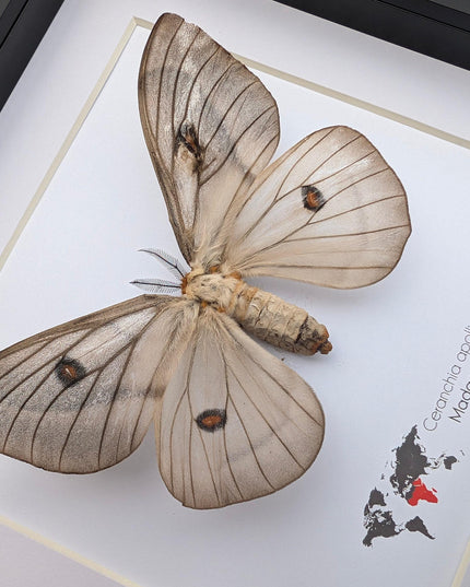 Framed ghostly silk moth: ceranchia apollina female, madagascar, 8x8