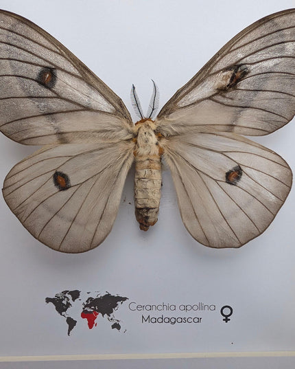 Framed ghostly silk moth: ceranchia apollina female, madagascar, 8x8