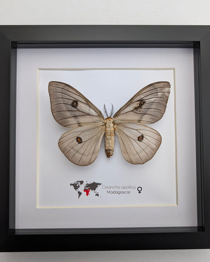 Framed ghostly silk moth: ceranchia apollina female, madagascar, 8x8