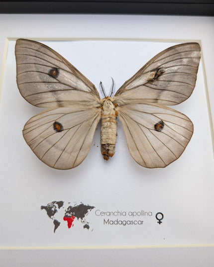 Framed ghostly silk moth: ceranchia apollina female, madagascar, 8x8