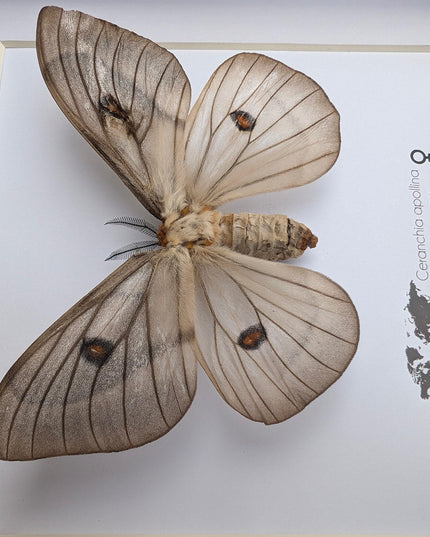 Framed ghostly silk moth: ceranchia apollina female, madagascar, 8x8