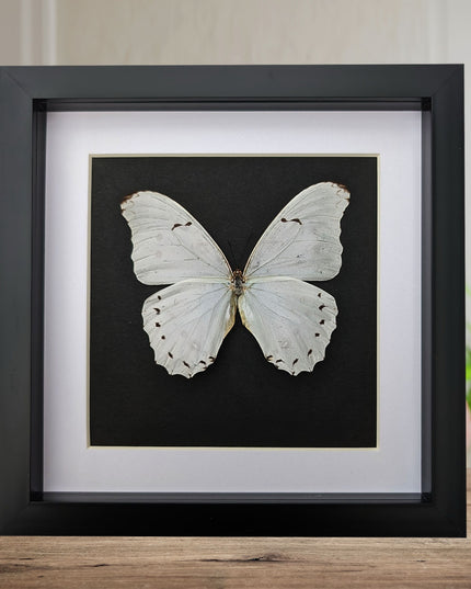 Framed White Morpho Butterfly – Oaxaca Mexico, 8" x 8"