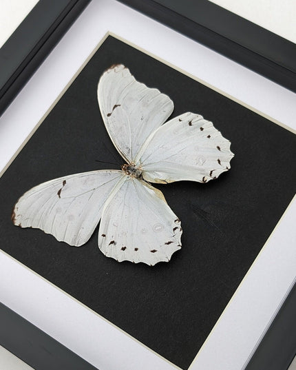 Framed White Morpho Butterfly – Oaxaca Mexico, 8" x 8"