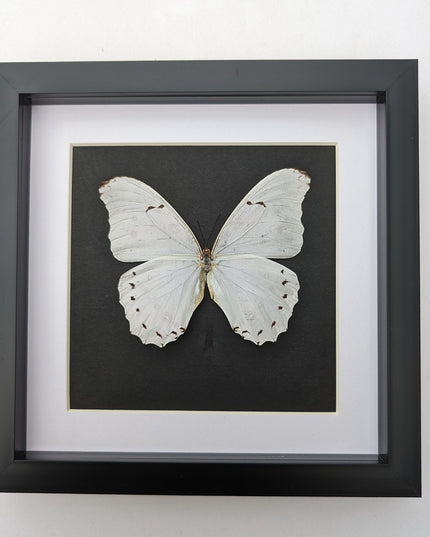 Framed White Morpho Butterfly – Oaxaca Mexico, 8" x 8"
