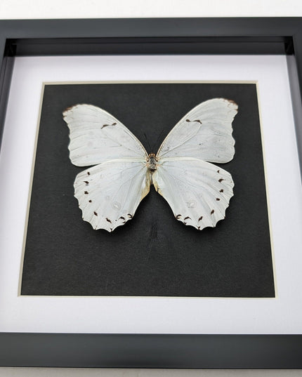 Framed White Morpho Butterfly – Oaxaca Mexico, 8" x 8"