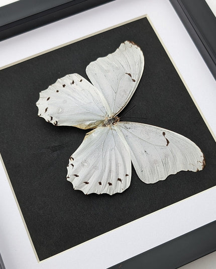 Framed White Morpho Butterfly – Oaxaca Mexico, 8" x 8"