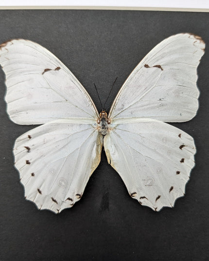 Framed White Morpho Butterfly – Oaxaca Mexico, 8" x 8"