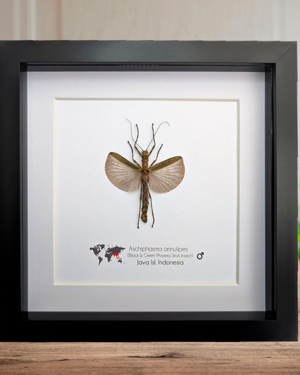 Framed Banded Stick Insect Taxidermy: Ethically Sourced Entomology Art