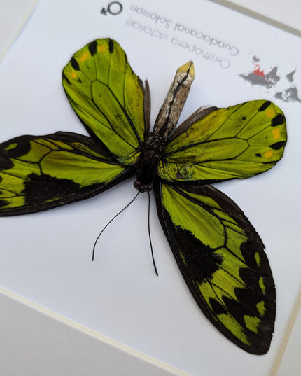 Taxidermy Queen Victoria Birdwing Butterfly, Rare Salomon Island Specimen, 10"x10"