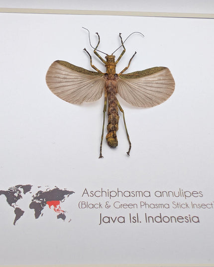 Framed Banded Stick Insect Taxidermy: Ethically Sourced Entomology Art