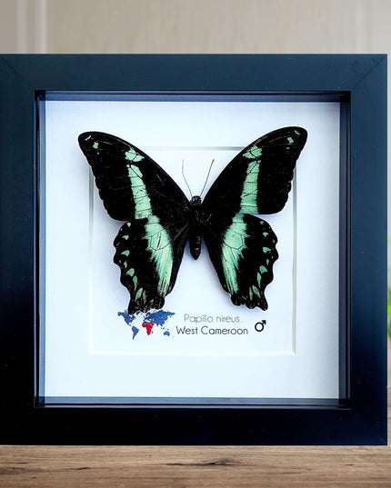 Framed Green-Banded Swallowtail Butterfly, Entomology Wall Art