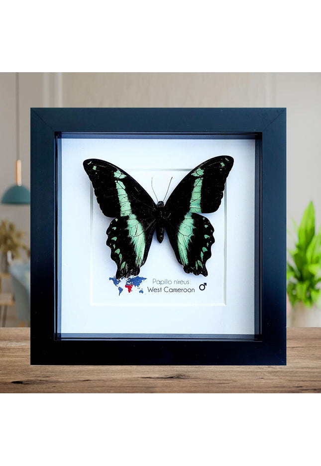 Framed Green-Banded Swallowtail Butterfly, Entomology Wall Art