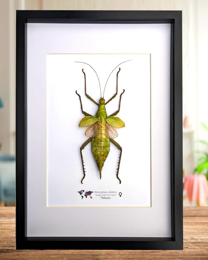 Framed Malaysian jungle nymph - Heteropteryx dilatata, Taxidermy, Entomology Wall Art A3