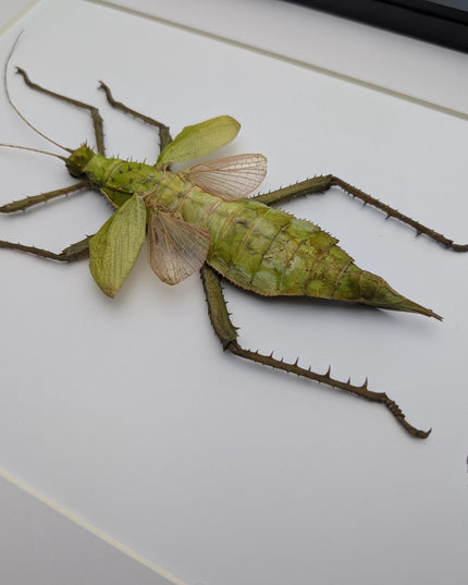 Framed Malaysian jungle nymph - Heteropteryx dilatata, Taxidermy, Entomology Wall Art A3