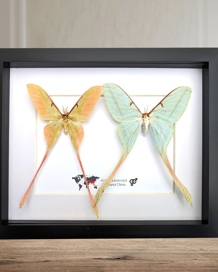 Actias dubernardi pair, Chinese moon moth, male and female, taxidermy  gift, entomology, wall art, butterfly collection, moth real specimens