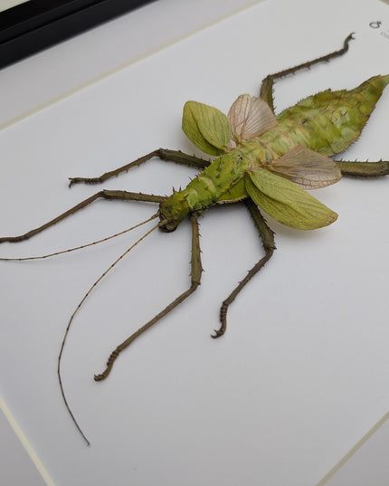 Framed Malaysian jungle nymph - Heteropteryx dilatata, Taxidermy, Entomology Wall Art A3
