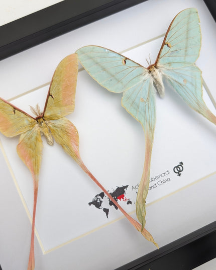 Actias dubernardi pair, Chinese moon moth, male and female, taxidermy  gift, entomology, wall art, butterfly collection, moth real specimens
