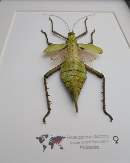 Framed Malaysian jungle nymph - Heteropteryx dilatata, Taxidermy, Entomology Wall Art A3
